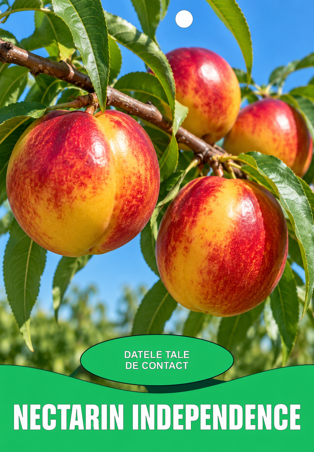 Etichete pomi - format standard