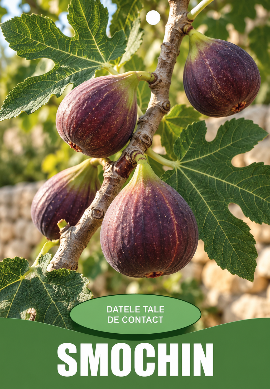 Etichete pomi - format standard